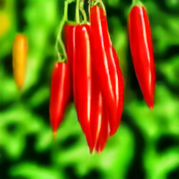 Growing Chili Peppers