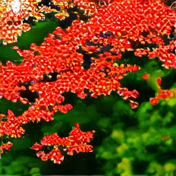 Maple Blossoms